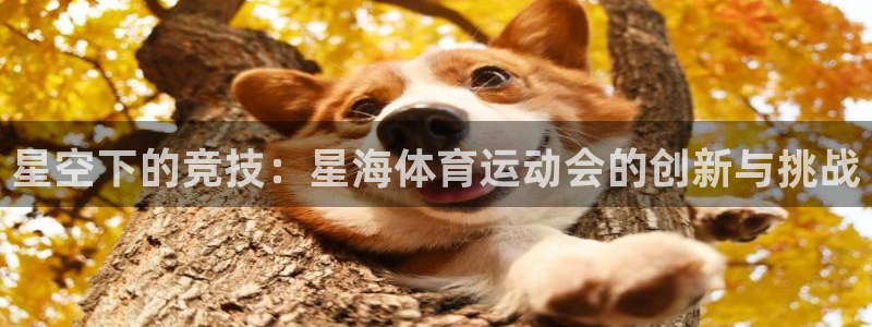 星空下的竞技：星海体育运动会的创新与挑战