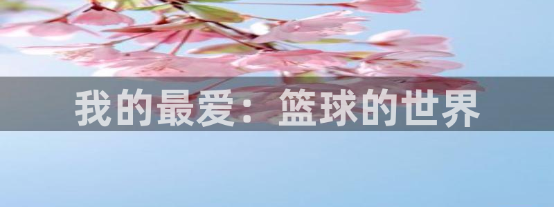 我的最爱：篮球的世界