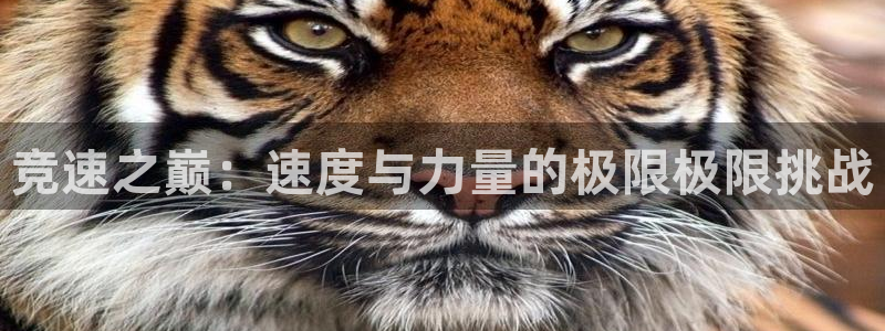 竞速之巅：速度与力量的极限极限挑战